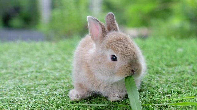 baby bunny easter rabbit eating food, carrot, grass on green garden nature with flowers background. Cute fluffy baby rabbits sniffing, looking around, nature life. Symbol of easter day.