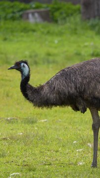 Australian Emu Walking Across a Green Grass Field in Daylight