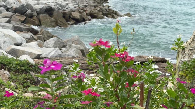 Pink Periwinkle Flowers Blooming on Rocky Seashore Coast