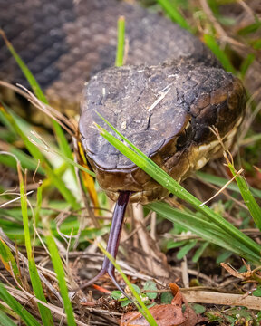 Cottonmouth Venomous Snake Close Up of head 