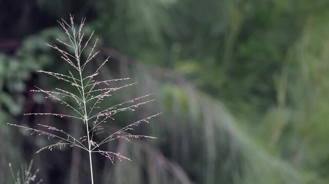 Panic grass with its tall upright stems and delicate airy seed heads forms tall vertical clumps.
