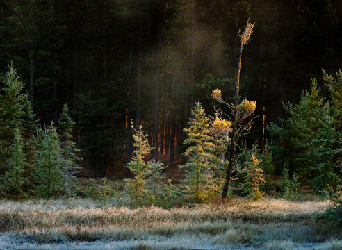 516-37 Morning Mist Light