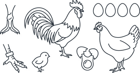 Obraz premium Minimalist Line Art Vector Illustration of Chicken Life Cycle Elements Set with Hen Rooster Chick and Eggs Isolated on White Background