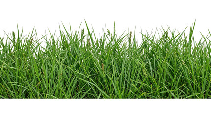 Fototapeta premium Lush green grass growing in a field during daytime with soft natural light isolated on transparent background