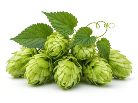 Fresh green hops on vine with leaves