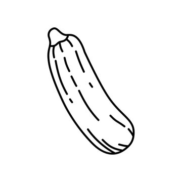 zucchini outline vector illustration