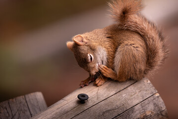 squirrel in the forest © NikkiLee