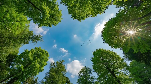 Looking up at green forest canopy with bright sun rays and blue sky