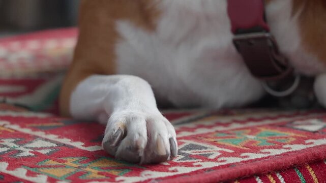 Close-up cinematic footage of dog paw with brown and white fur resting on red patterned carpet.