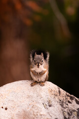 Squirrel  © NikkiLee