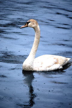 Mute swan is swiming. A mute swan (Cygnus olor) in the Bosphorus Istanbul during its autumn migration. Ornithology. Bird, animal concept. No people, nobody. 
