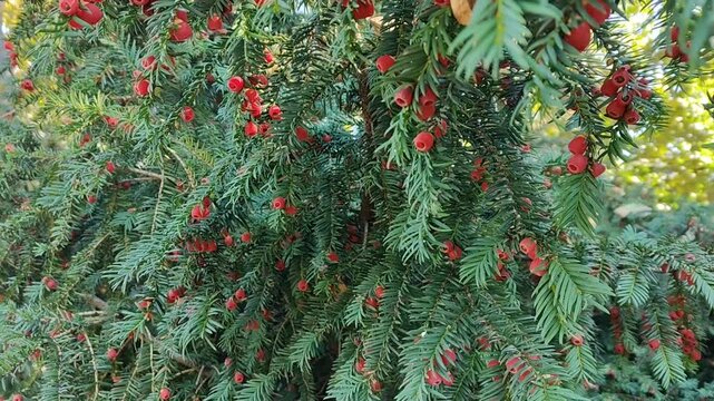 Czerwone owoce cisu pospolitego dojrzewające na zimozielonym krzewie wśr&oacute;d gęstych, ciemnozielonych igieł.