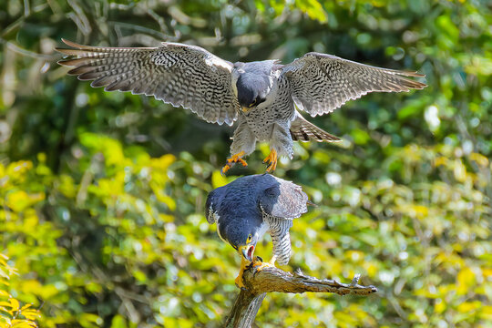 交尾のため雌の背中に乗るハヤブサ(Peregrine Falcon)雄