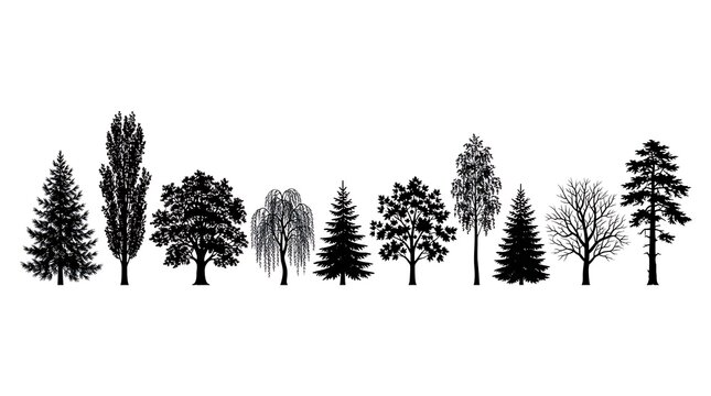 Set of various tree silhouettes isolated on white background for design