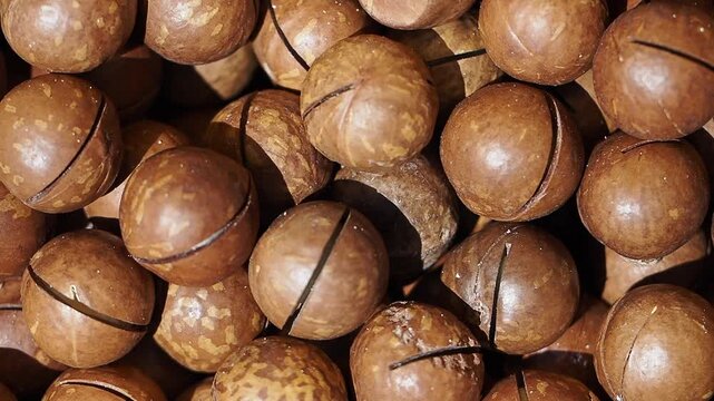 Collecting macadamia nuts from the ground during the harvest season