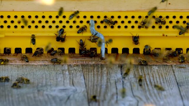 Honey bees entering a yellow beehive entrance in a sunny apiary