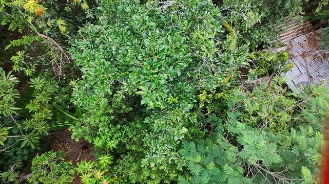 Drone Propeller Wind Shaking Black Sapote Tree Leaves And Branches