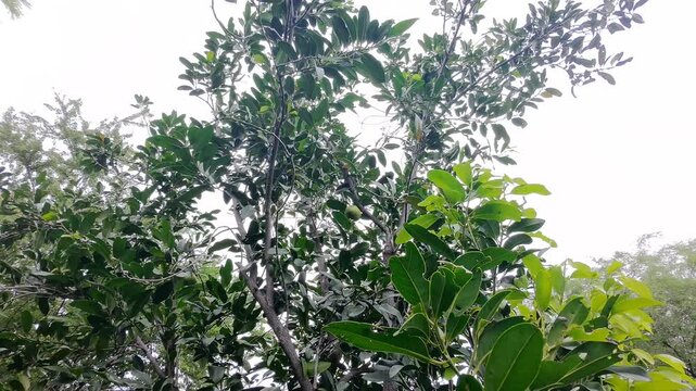 Drone Aerial Panning Of Black Sapote Tree With Green Fruits