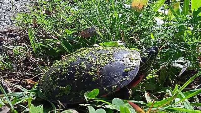 Painted turtle with duckweed on shell slowly moving in green grass near road