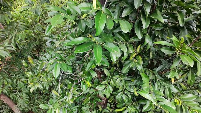 Close Up Green Black Sapote Fruit Filmed By Drone