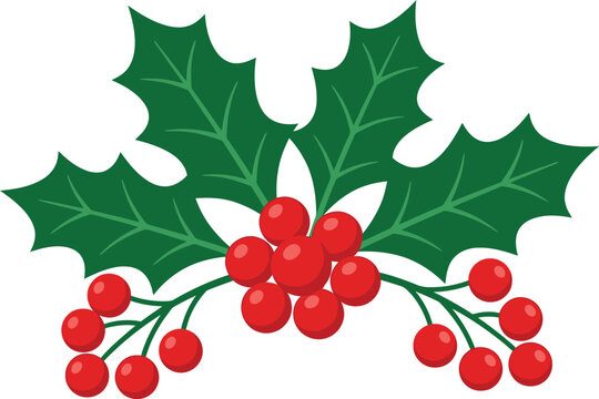 Christmas holly berry vector illustration, festive green leaves with red berries, winter holiday botanical design element for greeting cards