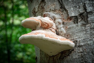 mushrooms on a tree stump © vardan