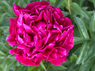 Peony flower paeonia lactiflora  © OLENA LIALINA