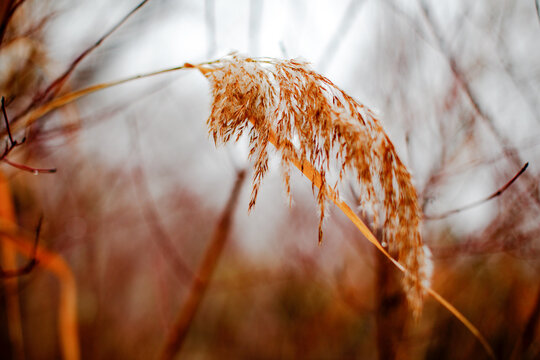 Phragmites australis reed in winter, Hubertusdamm, Vienna, Austria