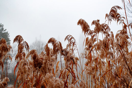 Phragmites australis in Hubertusdamm, Vienna, Austria