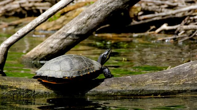 Painted turtle resting on a fallen log in a calm pond