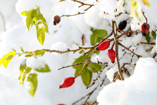 Close-up of Rosa canina rose hips in winter snow