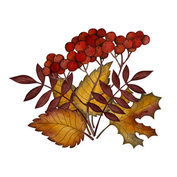 Watercolor hand-drawn sprig of ripe red rowan berries with autumn leaves on a white background.