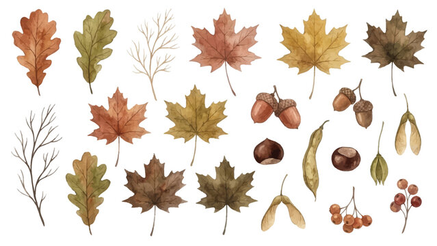 Autumn leaves watercolor collection of various fall foliage, branches, acorns, and berries for seasonal decoration and design projects