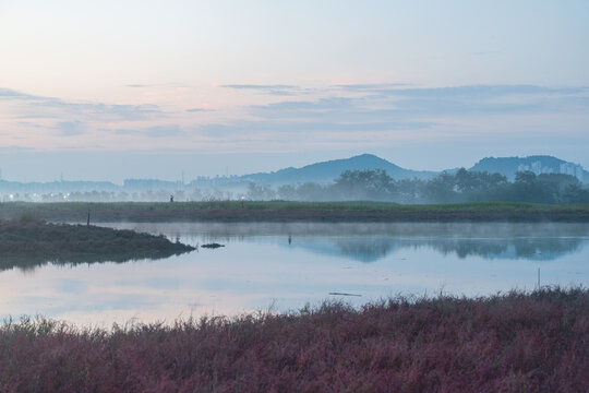 Autumn Morning Mist over Red Seepweed and Reed Field in Siheung Wetland, South Korea