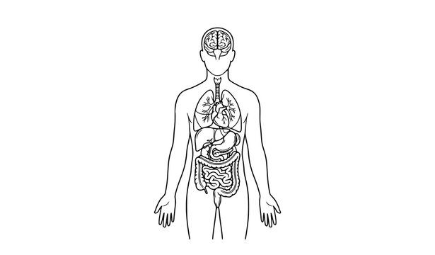 Human Anatomy Body Outline with Internal Organs Medical Vector Diagram