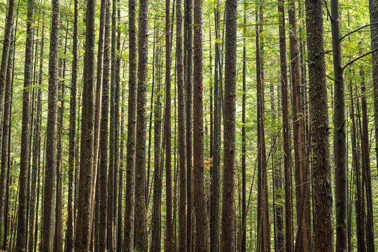 Beautiful view to green temperate forest in Squamish, BC, Canada