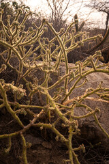Typical dry caatinga vegetation in Lajedo de Pai Mateus, Cariri © Cavan