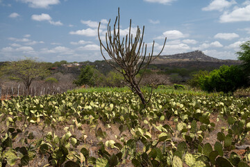 Typical dry caatinga cactus vegetation in the Cariri of Paraíba © Cavan