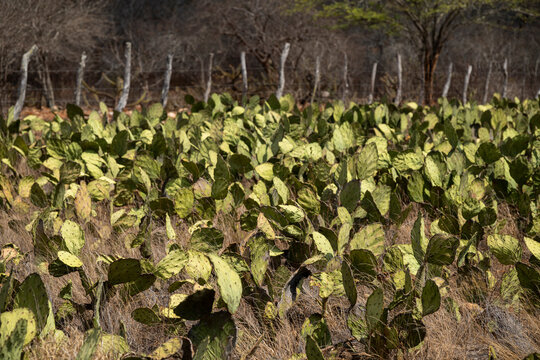 Typical dry caatinga cactus vegetation in the Cariri of Para&iacute;ba