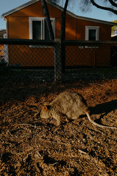Quokka with a long tail in warm sunset light with an orange cott
