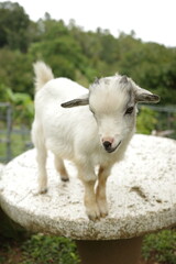 Fototapeta premium A young white goat standing on a stone stool outdoors