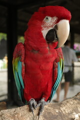 Close up portrait of a vibrant red green winged macaw parrot © Cavan