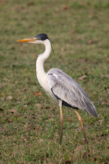 Obraz premium Cocoi heron in the Pantanal of Miranda, Mato Grosso do Sul, Brazil