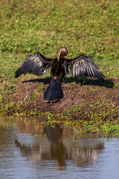 Anhinga in the Pantanal of Miranda, Mato Grosso do Sul, Brazil