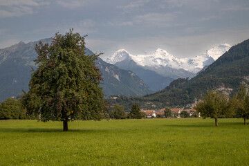 Obraz premium Green meadow with snowcapped eiger mönch jungfrau mountains