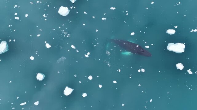 Humpback whale swimming in blue water with floating icebergs