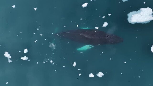 Aerial view of humpback whale swimming among ice floes