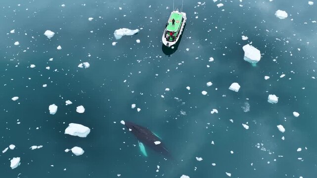 Aerial view of humpback whale near tour boat in icy water