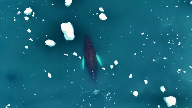 Majestic humpback whale swimming among floating ice floes