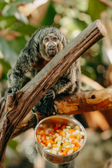saki monkey perched on branch beside metal bowl, alert gaze while chopped fruit and vegetables sit in green © Vulp